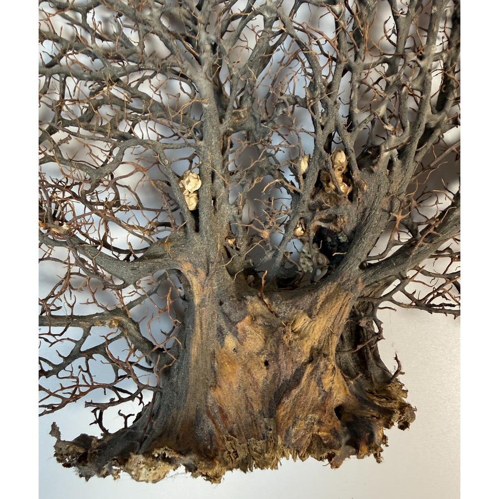 Gorgonia Sea Fan Costal Decor Item Vintage 18" x 13.5" ***BIG*** - Picture 6 of 9